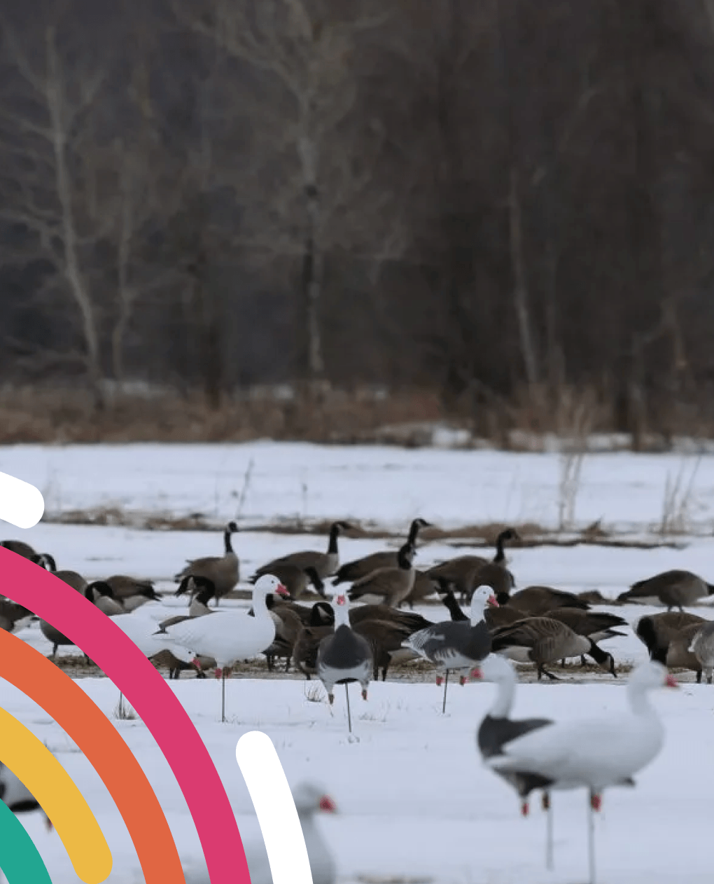 Chasse aux oiseaux migrateurs